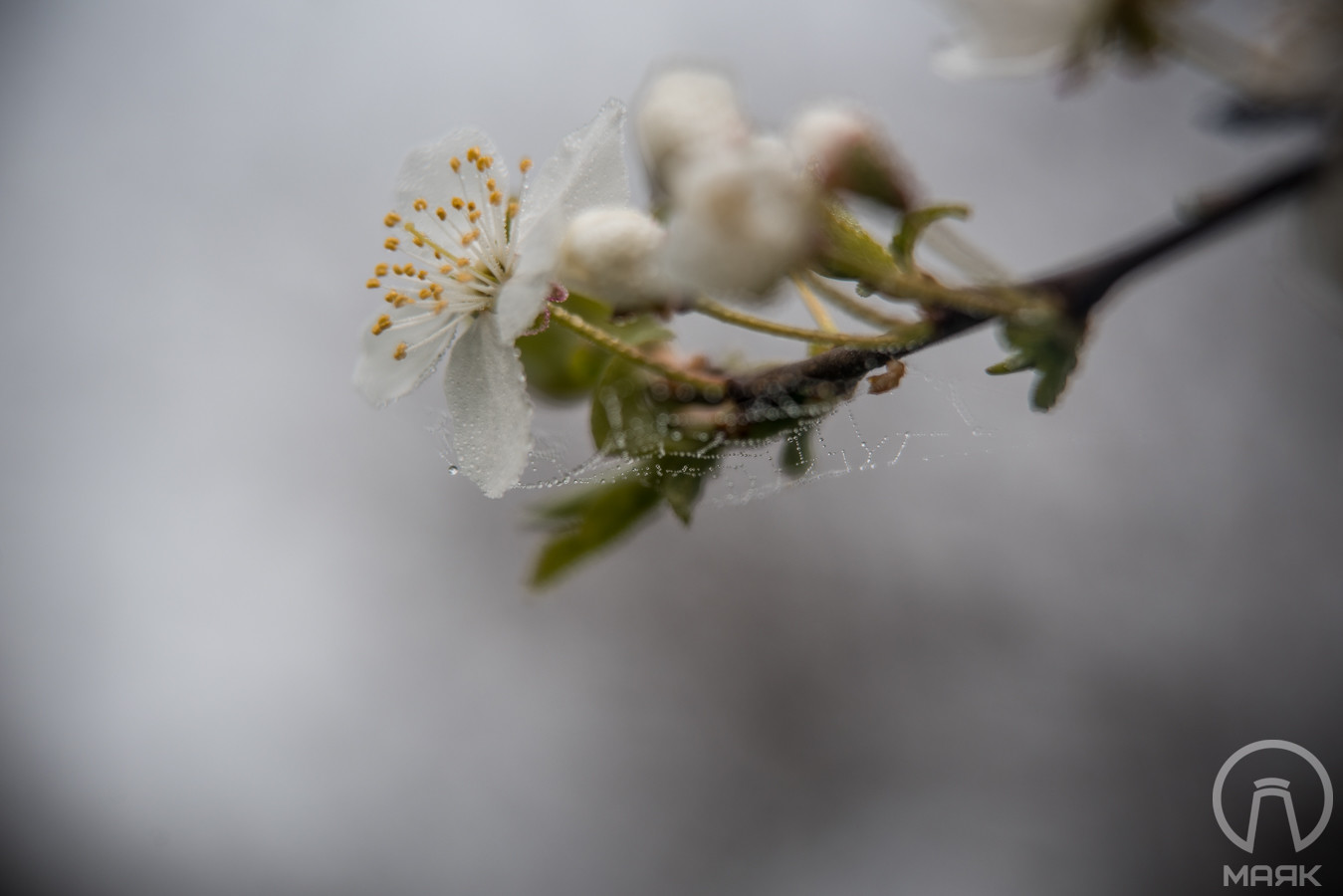 Весна Цветы (8)