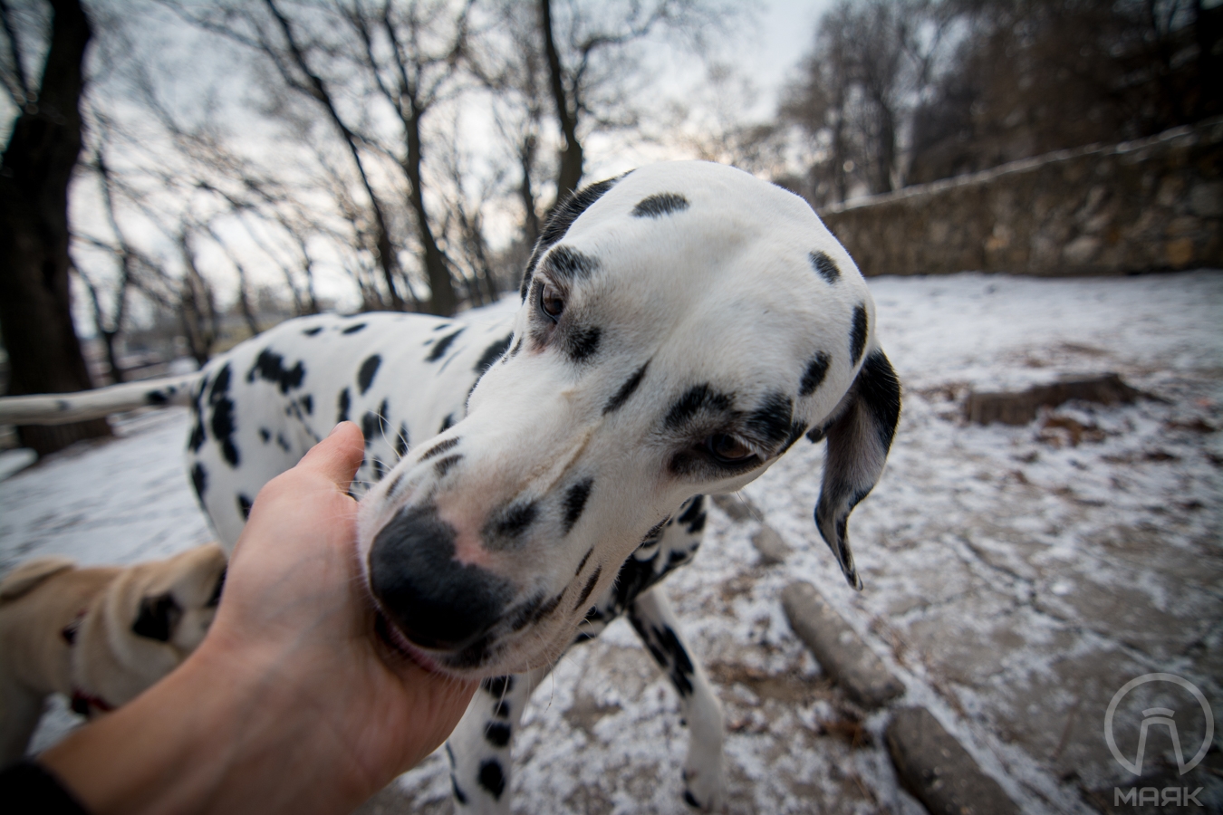 20 самых забавных одесских собак зимы
