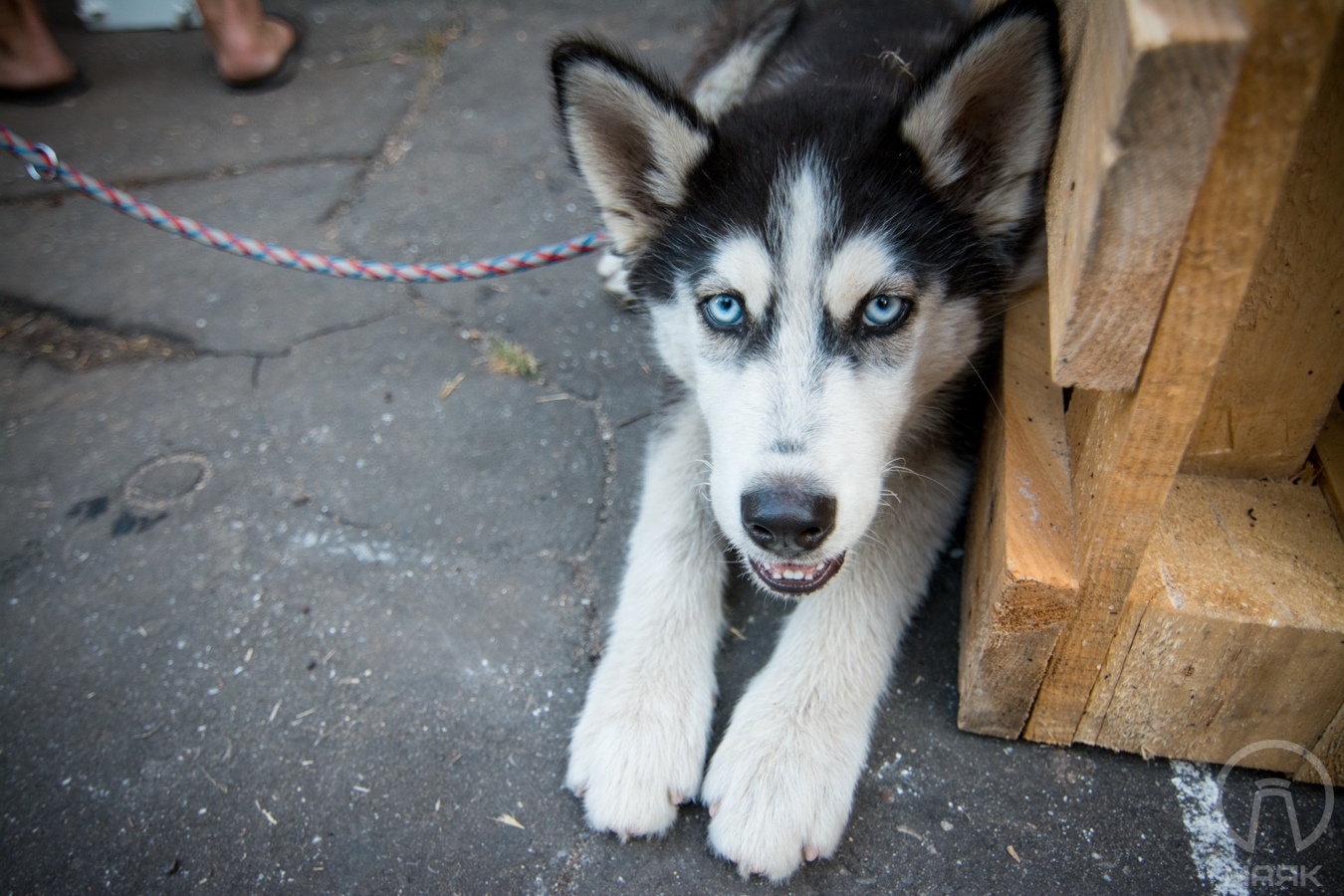 В Одессе предлагают регистрировать домашних животных в базе данных коммунального предприятия, — что это даст