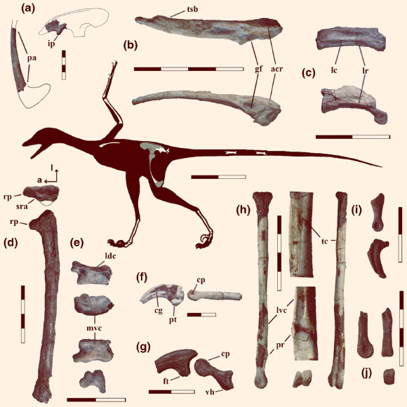 Найденные окаменелости нового вида динозавров.