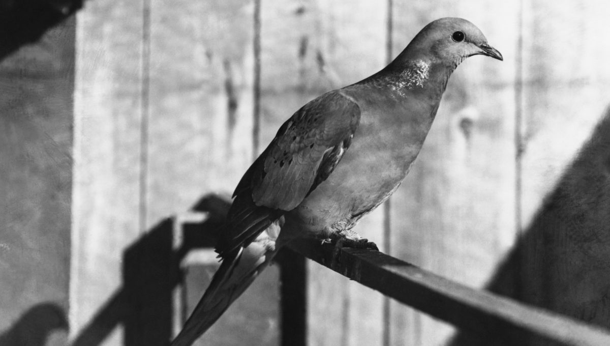 Последнее известное фотоизображение странствующего голубя. 1912 год.