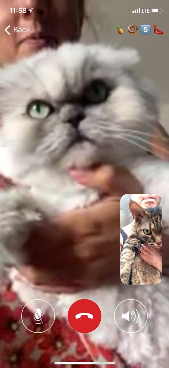 Так выглядит видеозвонок между котами журналистов «Маяка».