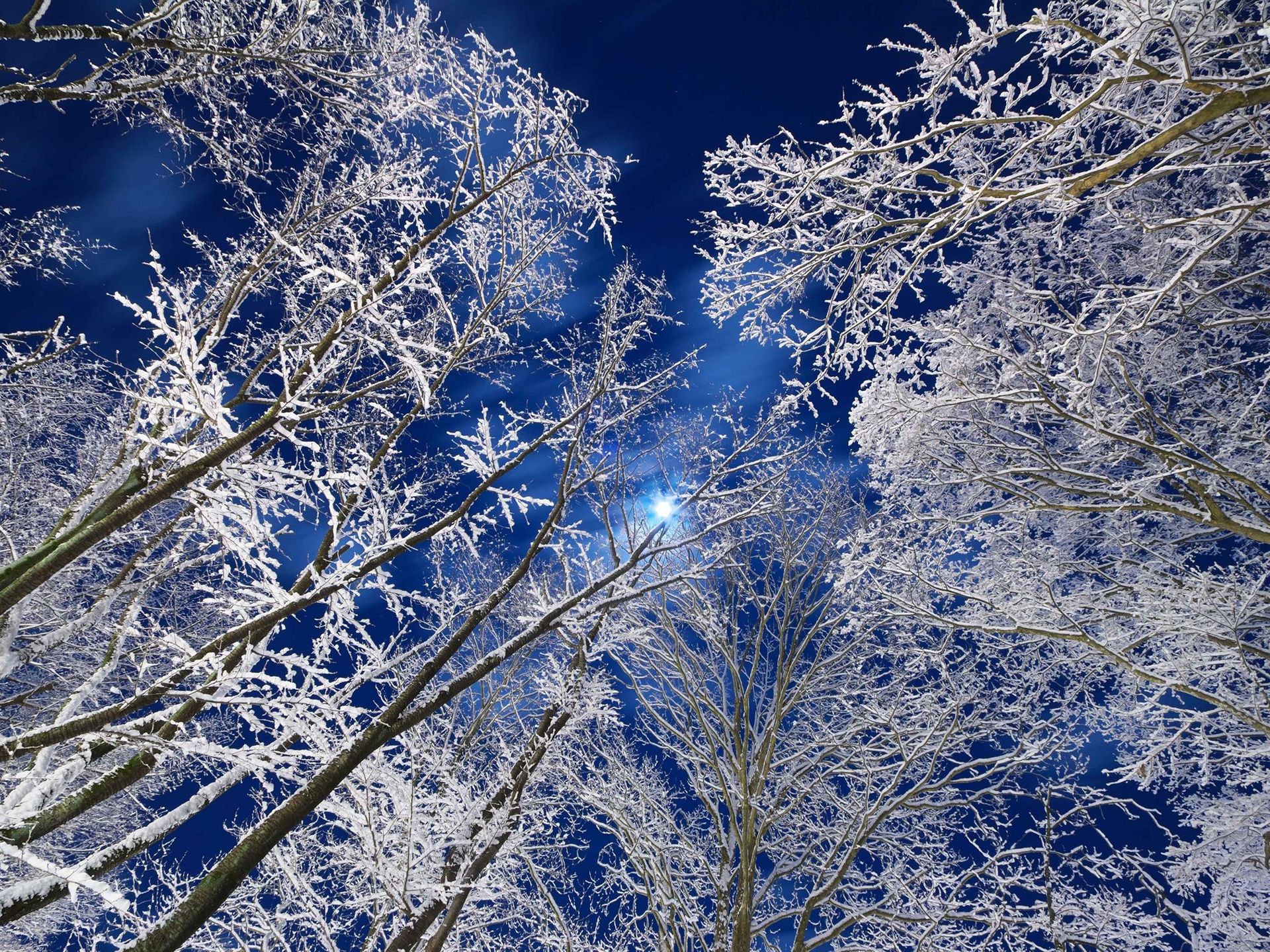 Фото — «Лунный свет в зимнем лесу». Сендай, Япония. Автор — Yoshiaki Sato.