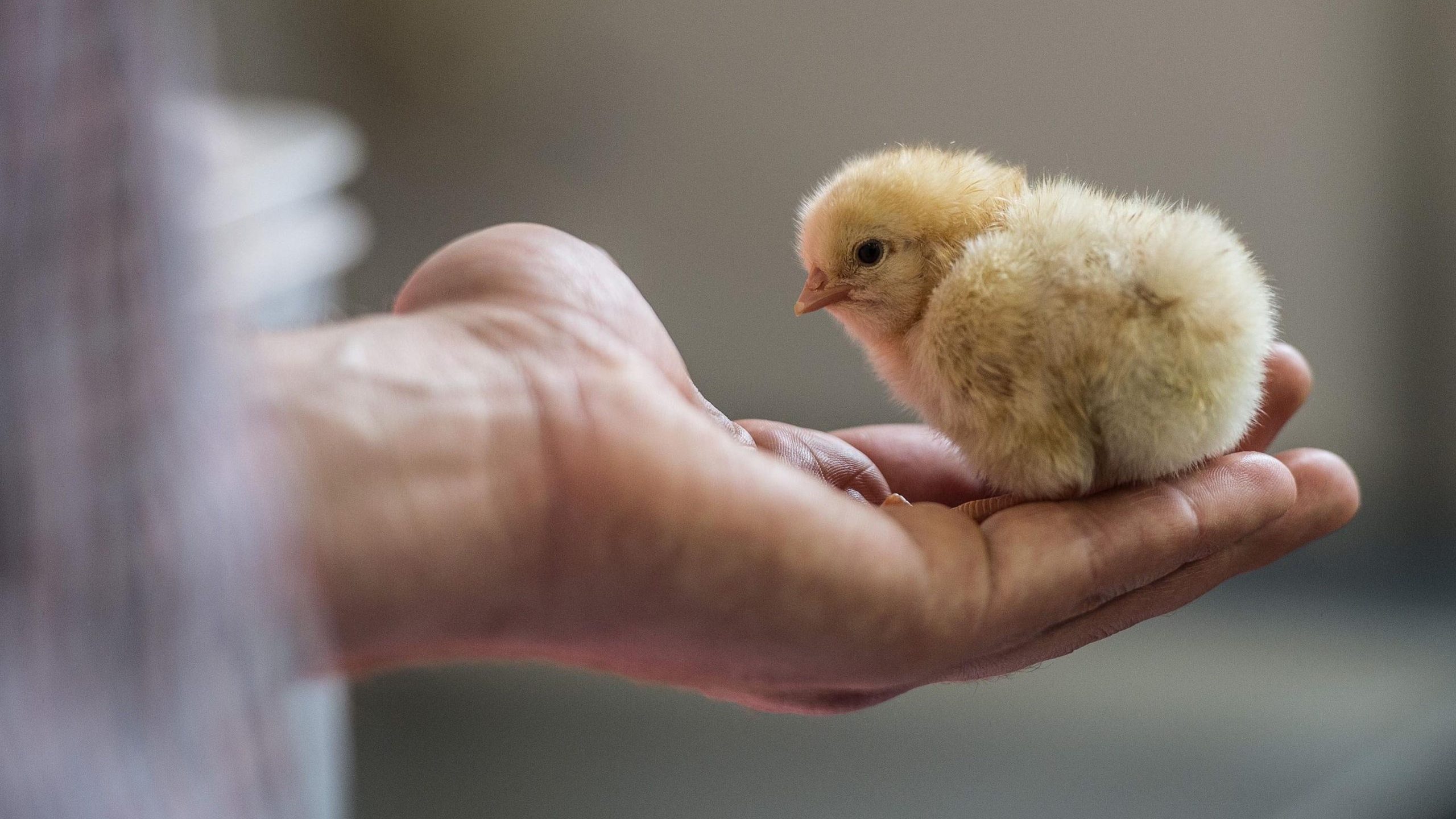 Германия запретила забивать цыплят-самцов на птицефабриках