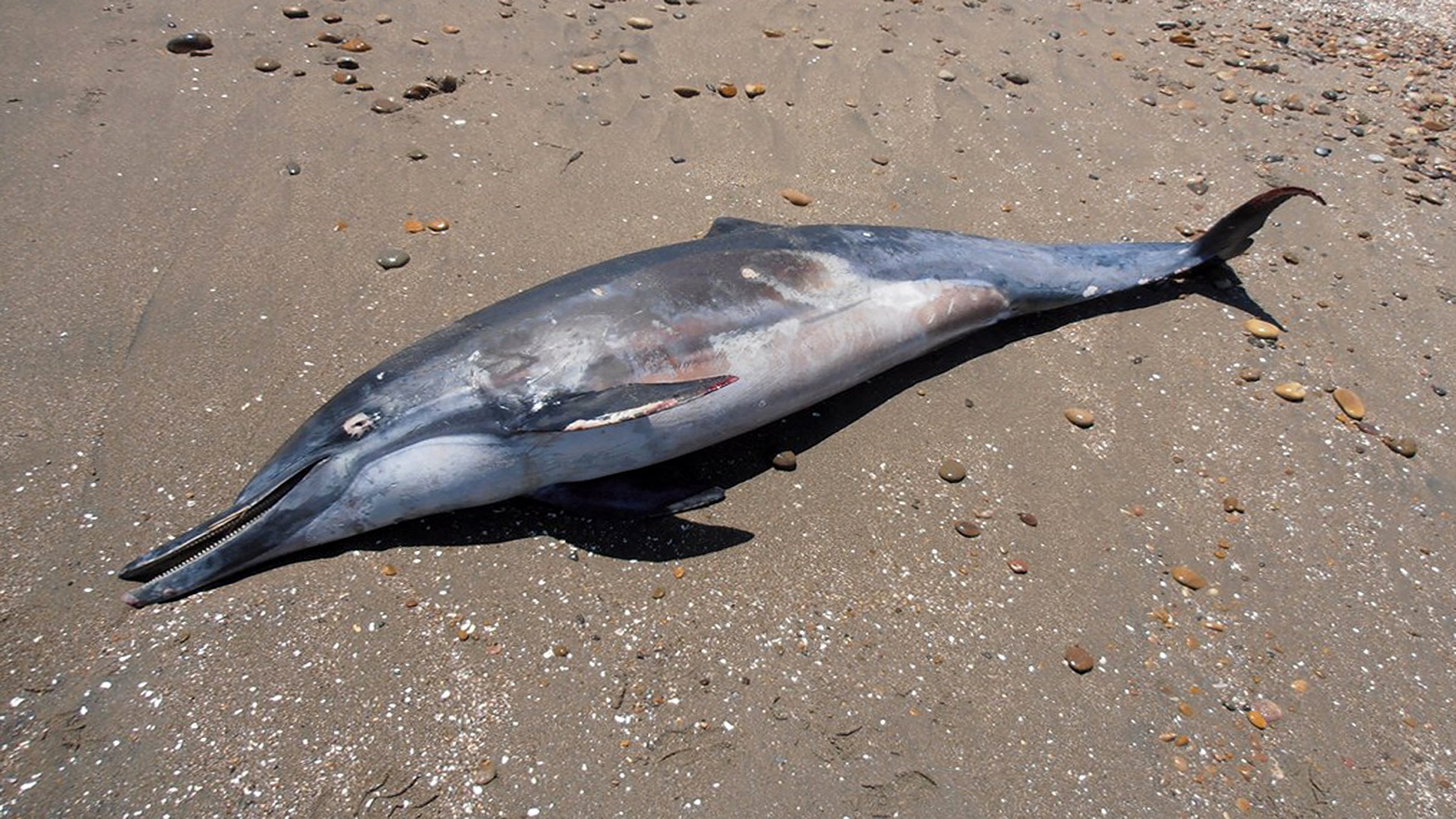 Возле Мозамбика произошла массовая гибель дельфинов
