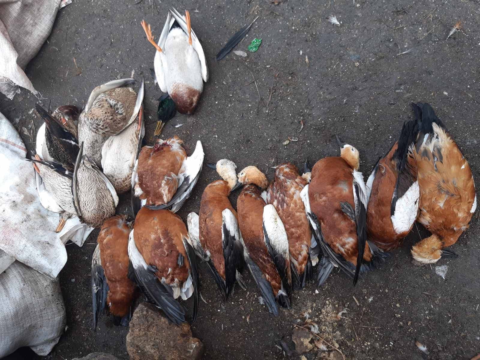 В заповеднике «Аскания-Нова» снова гибнут птицы