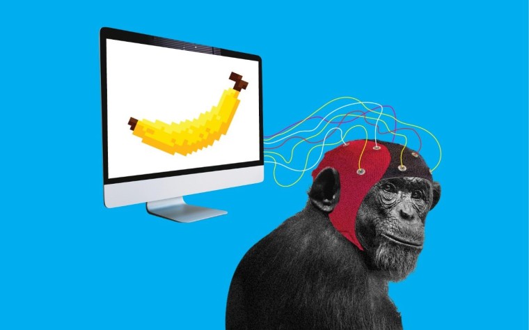 Стартап Маска вживил чип в мозг обезьяне. Теперь она умеет играть в видеоигры силой мысли