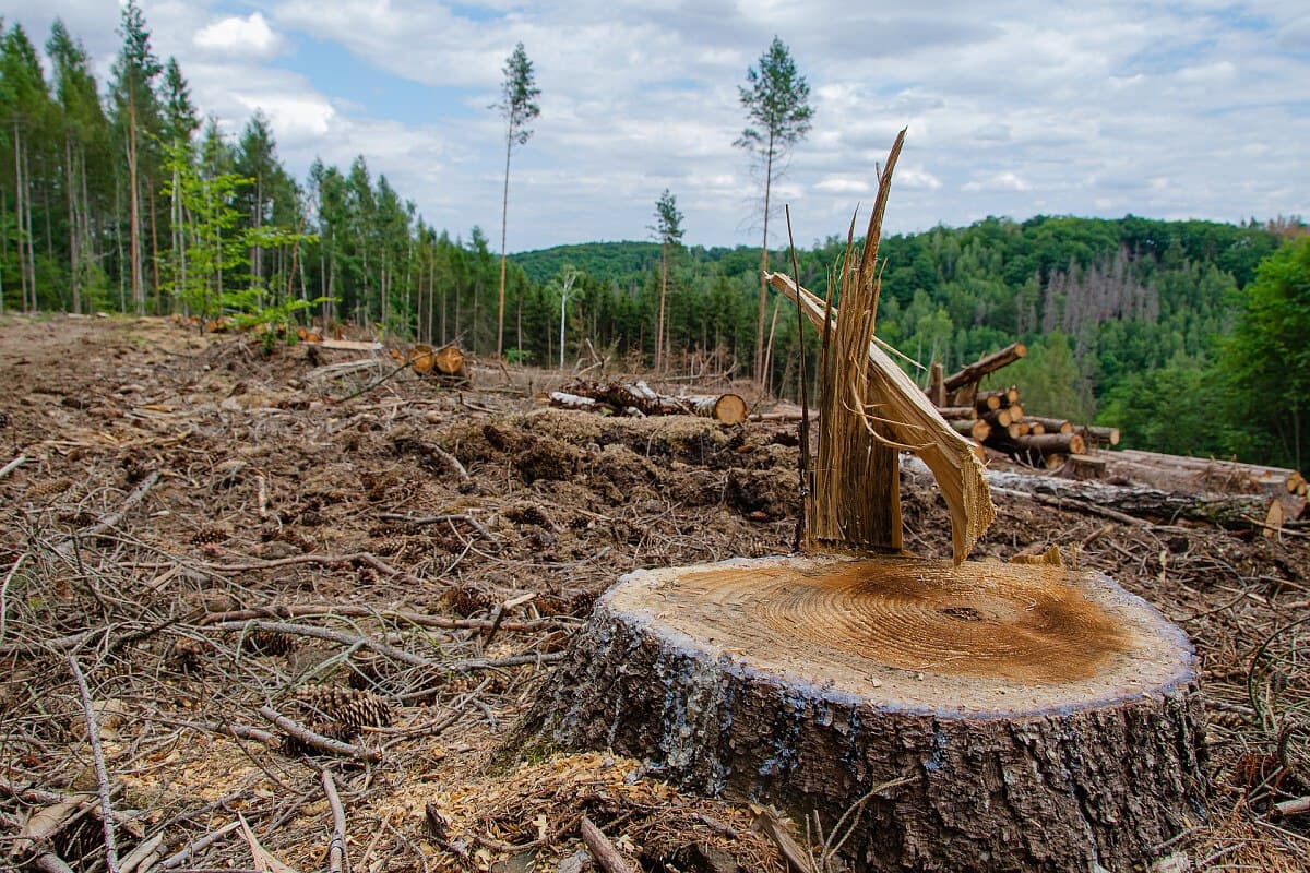 Верховная Рада увеличила штрафы за незаконную вырубку леса и уничтожение растительности возле побережий