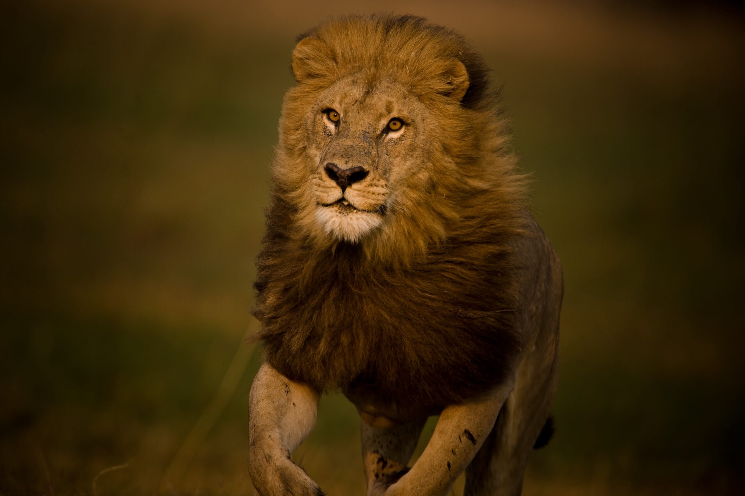 ЮАР запретит разводить львов в неволе