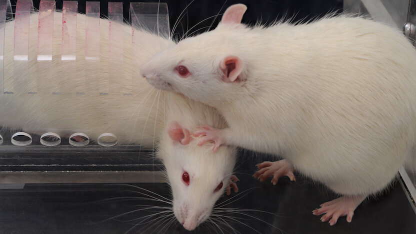 Китайские ученые попарно сшили живых крыс, чтобы самцы могли рожать. И у них получилось