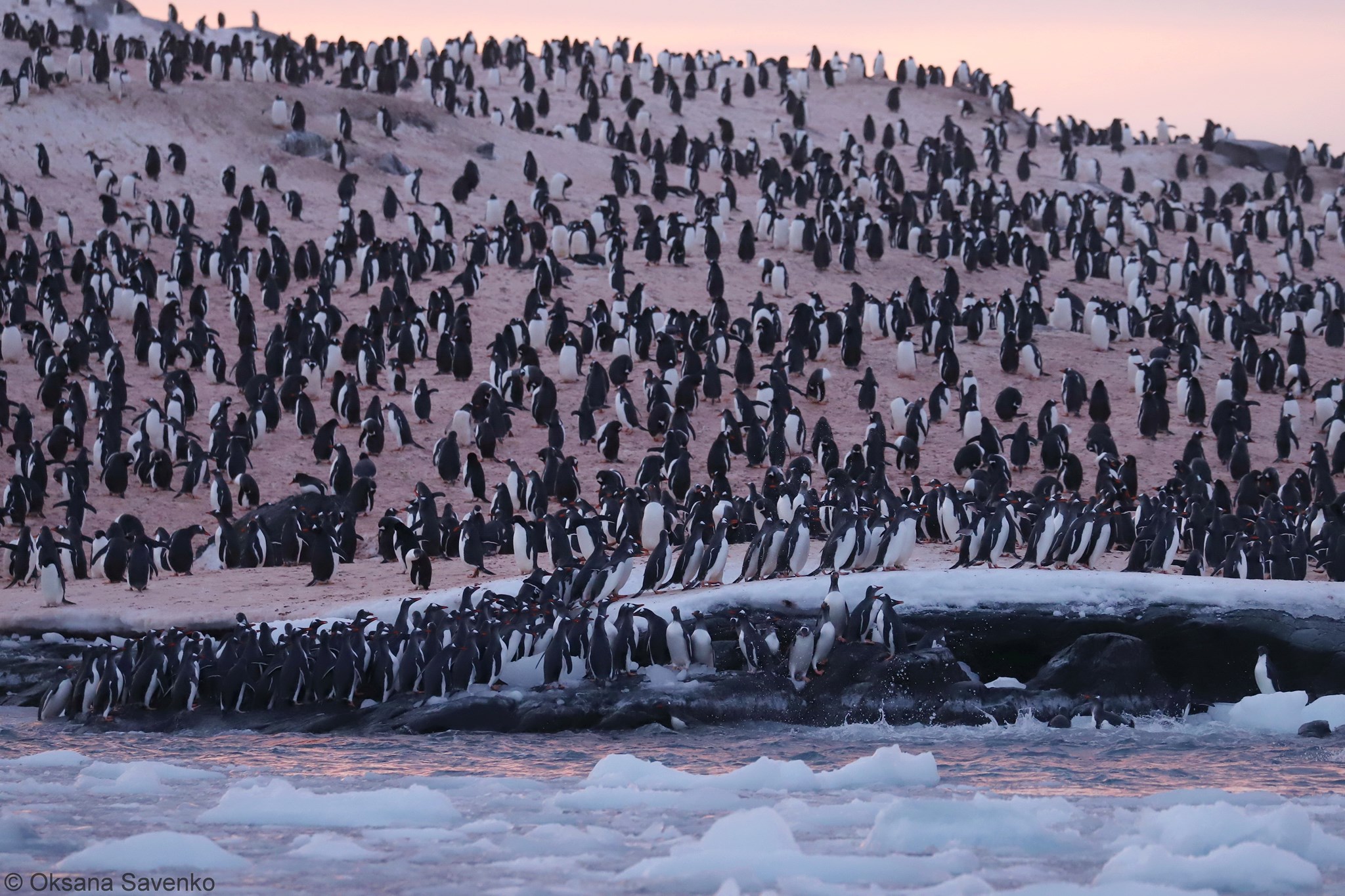 Снимок дня. Тысячи пингвинов возле станции «Академик Вернадский»