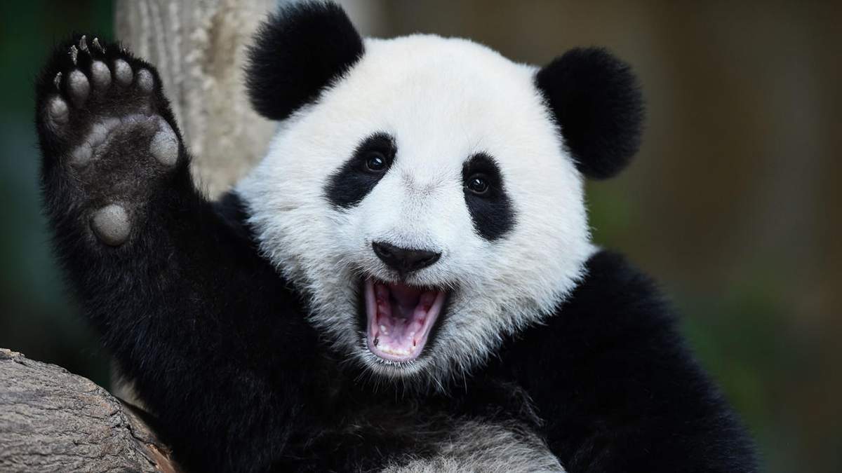 Панды больше не находятся под угрозой исчезновения! Но они по-прежнему уязвимы