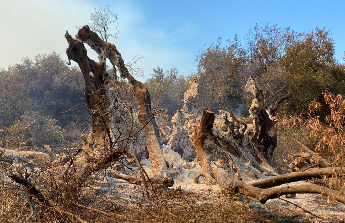 Пожары в Греции уничтожили древнее оливковое дерево. Ему было 2,5 тысячи лет