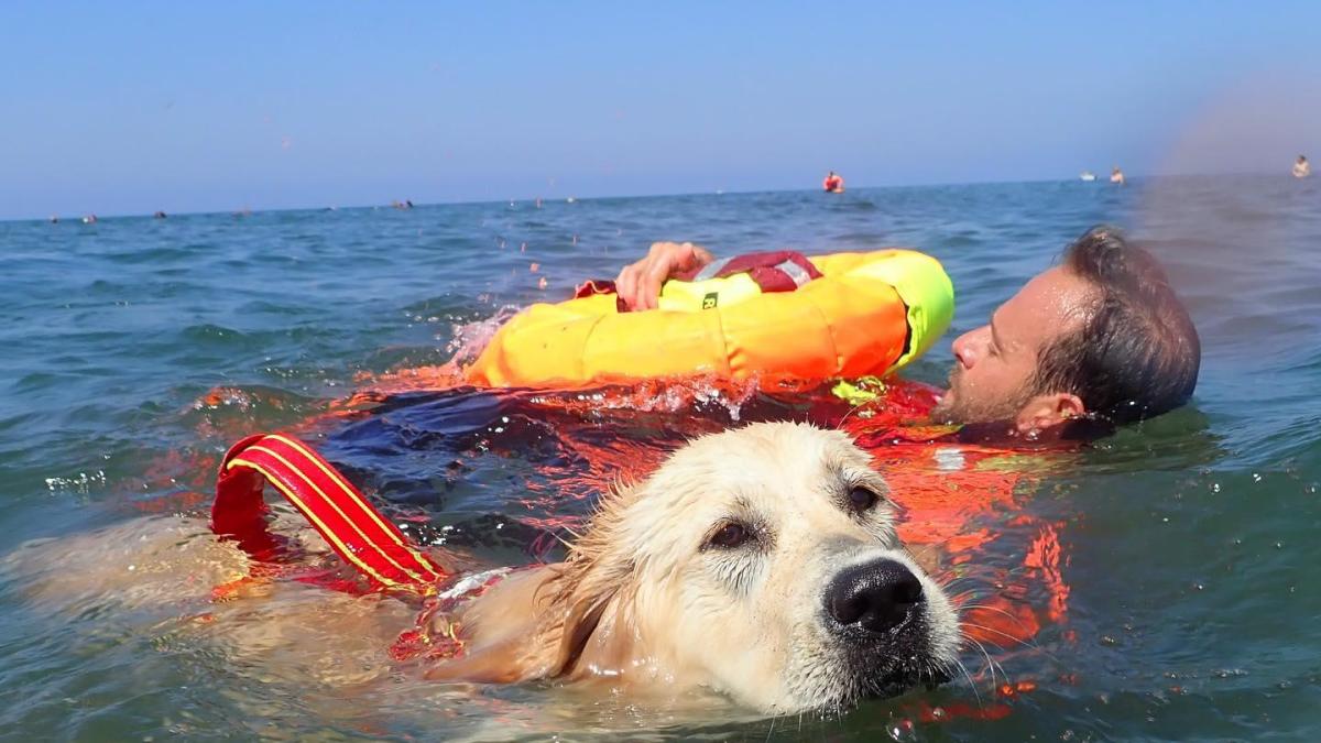 В Италии три собаки спасли жизни 14 человек
