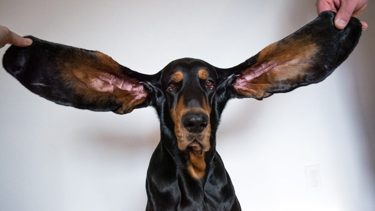 Молодец дня. В США собака попала в Книгу Гиннесса за самые длинные уши