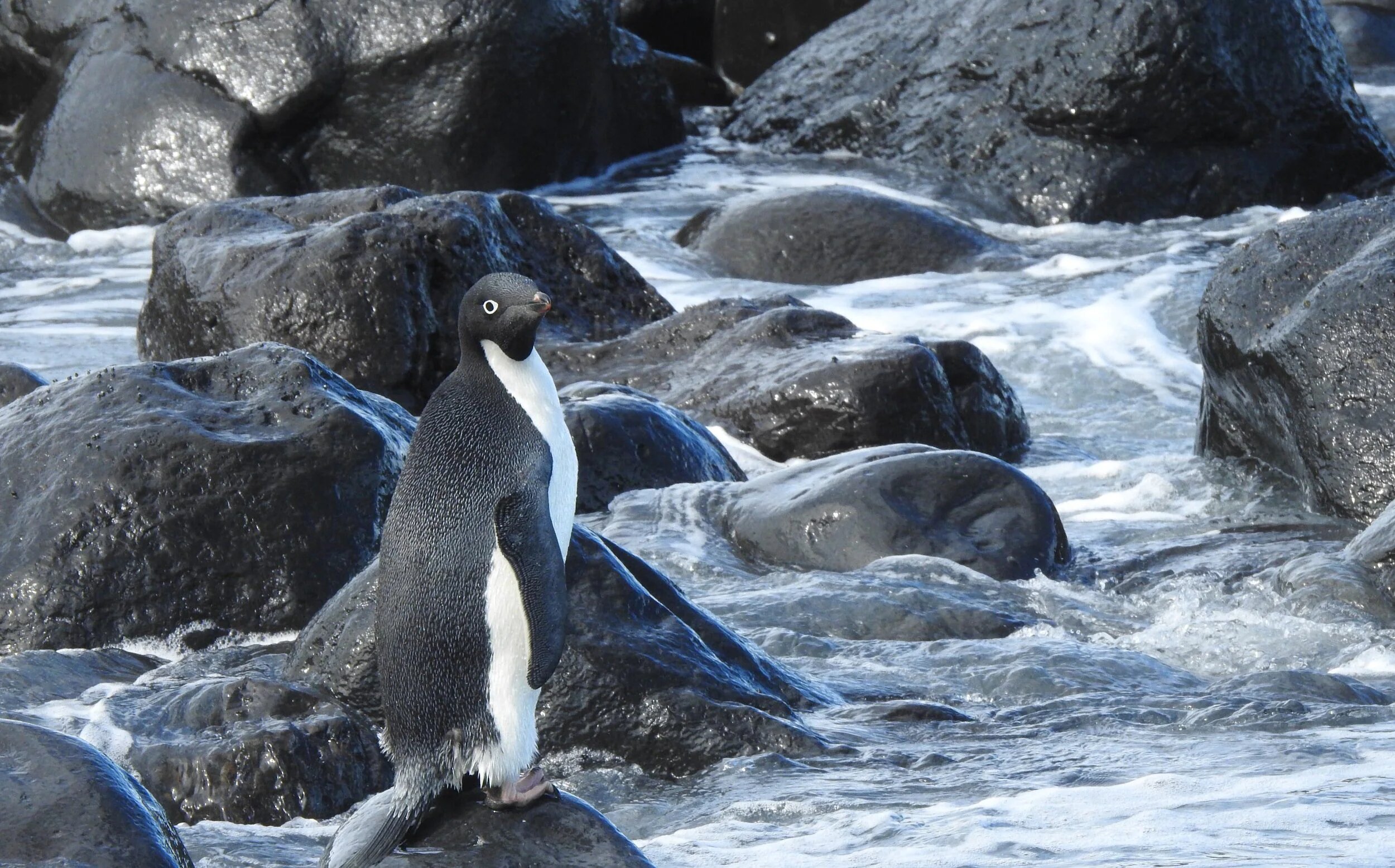 Пингвин проплыл 3000 километров из Антарктиды в Новую Зеландию. Зачем?