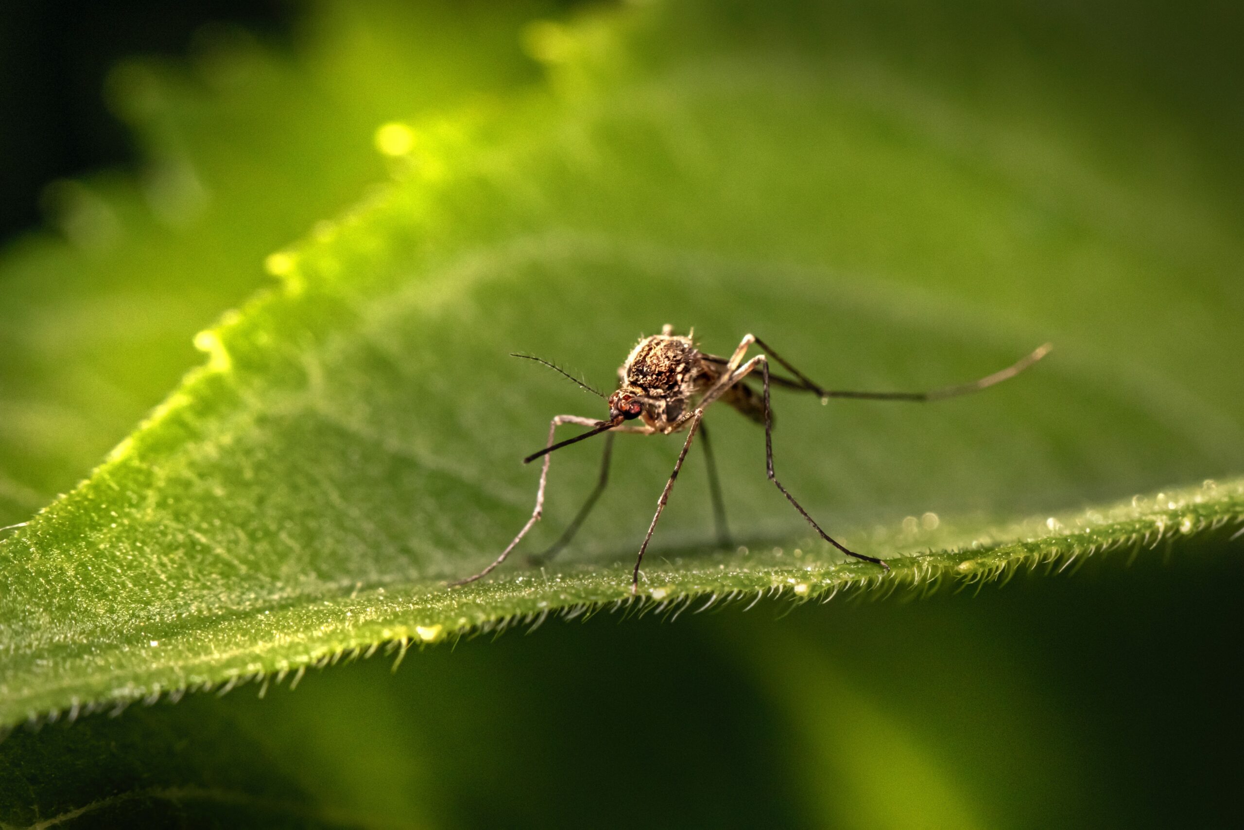 Вчені вигадали, як не дати комарам дорослішати і розмножуватися