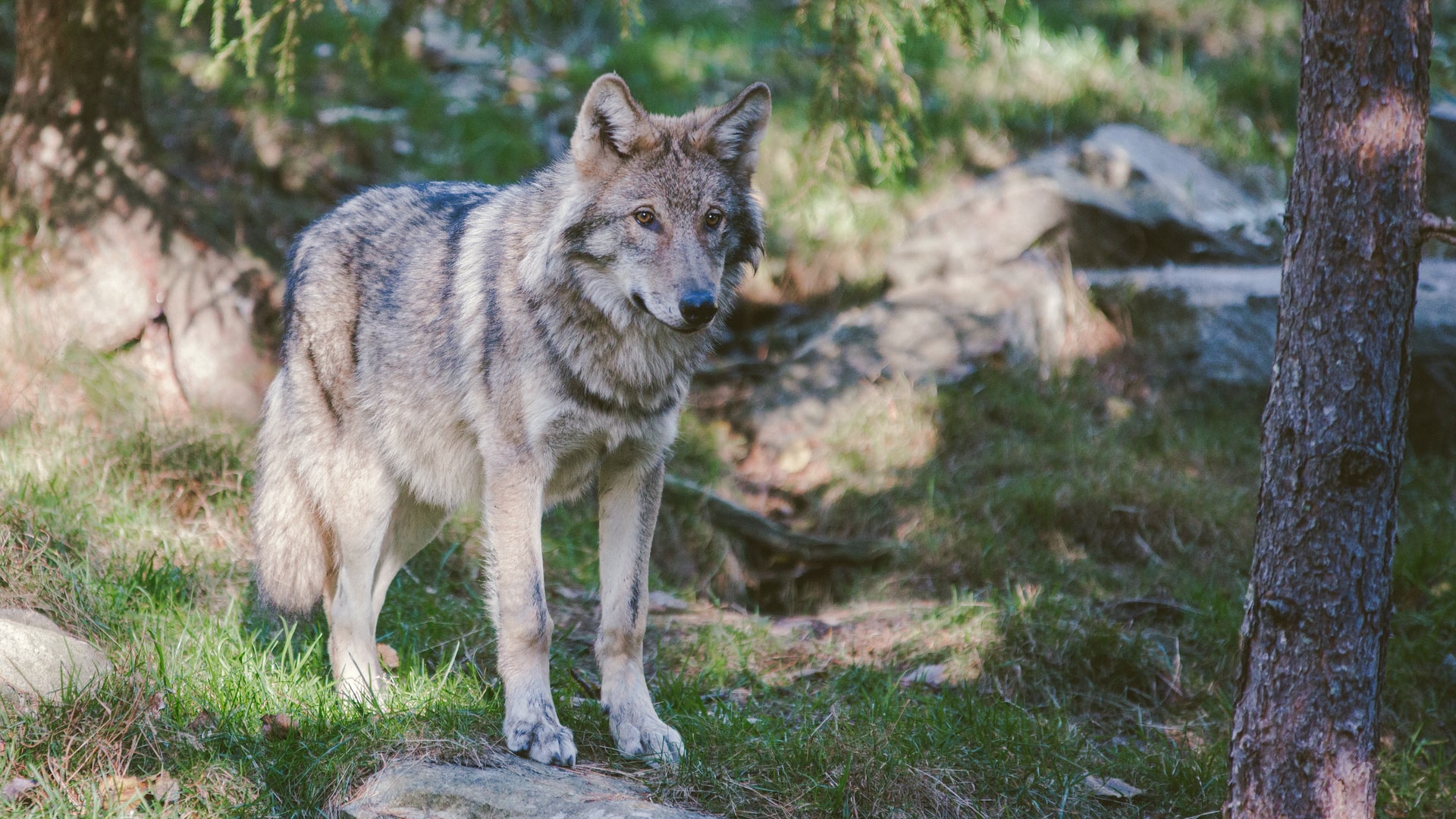 Сучасні собаки еволюціонували аж від двох популяцій вовків. Дослідження