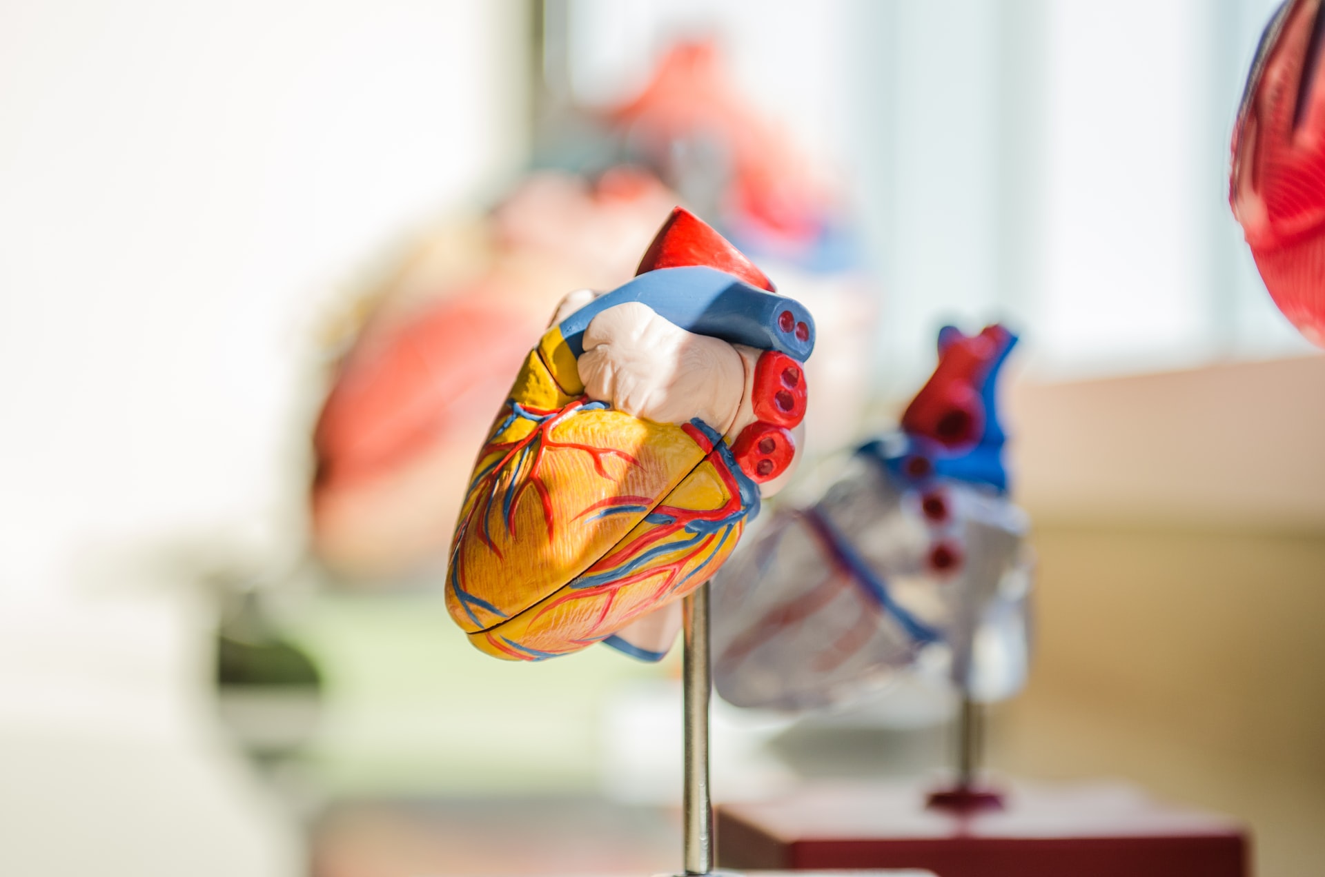 Інженери виростили мініатюрний шматок людського серця, який б’ється