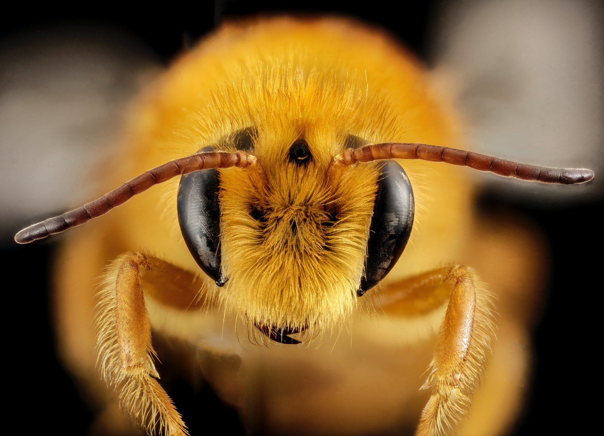 Науковці доводять, що бджоли — розумні істоти. Ось чому
