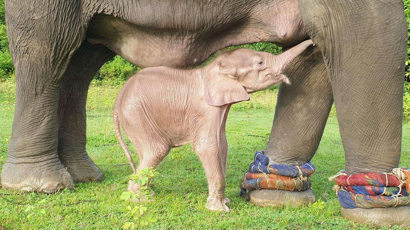 В М’янмі народилося рідкісне біле слоненя