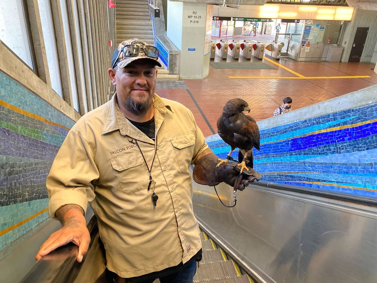 У метро Сан-Франциско для відлякування голубів найняли яструбів