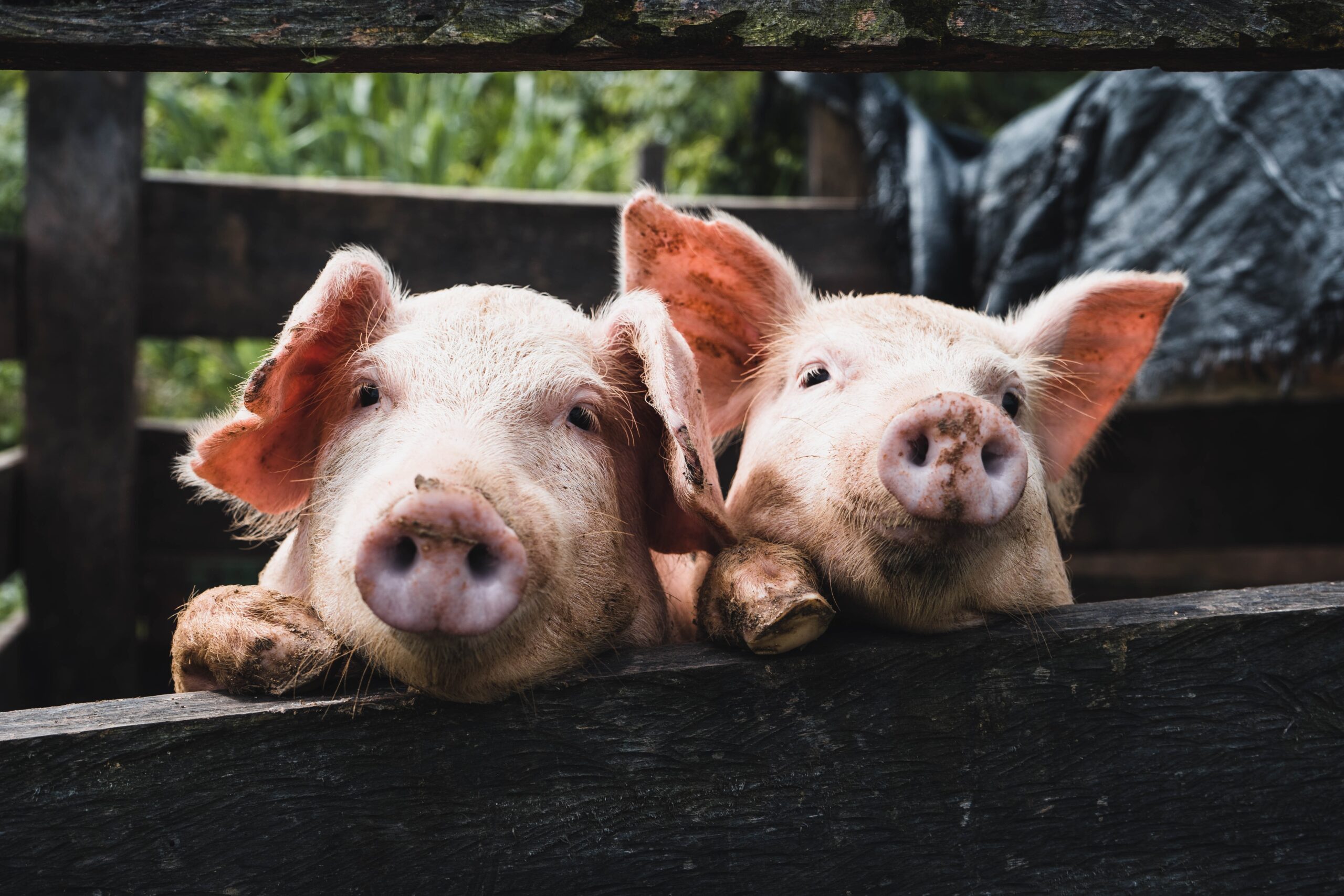 Вченим вдалося оживити органи свиней за годину після смерті