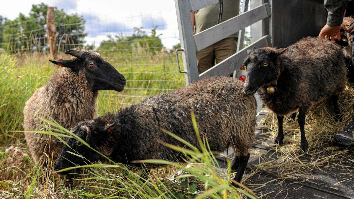 У Польщі овець використовують замість газонокосарок. Як це працює