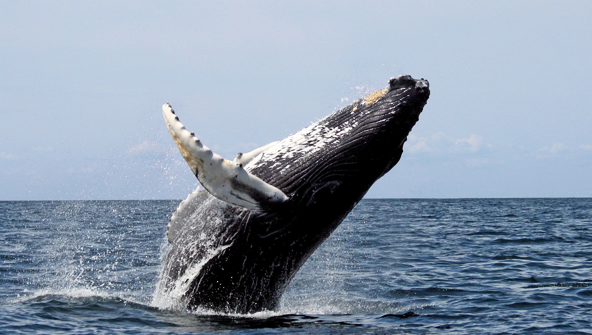 Горбаті кити передають свою культуру одне одному через океани. Дослідження