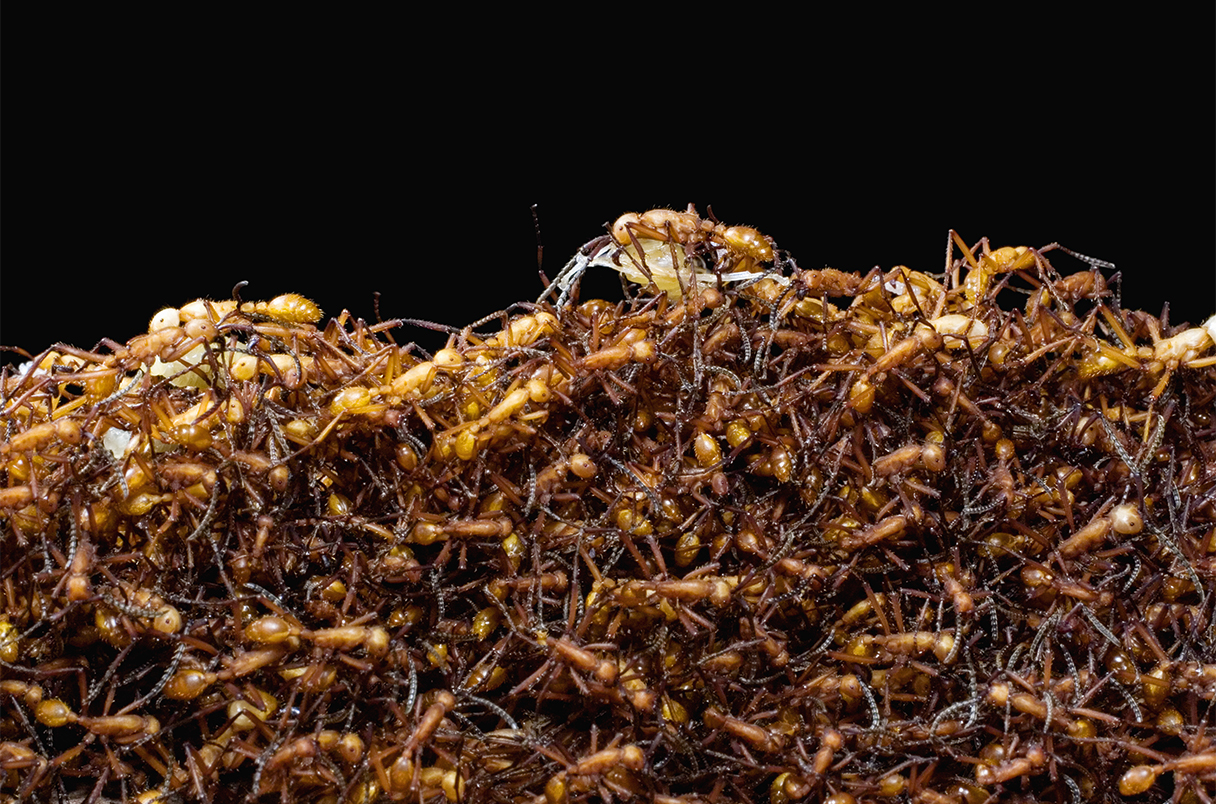 Вчені змогли порахувати всіх мурах на Землі. Як?