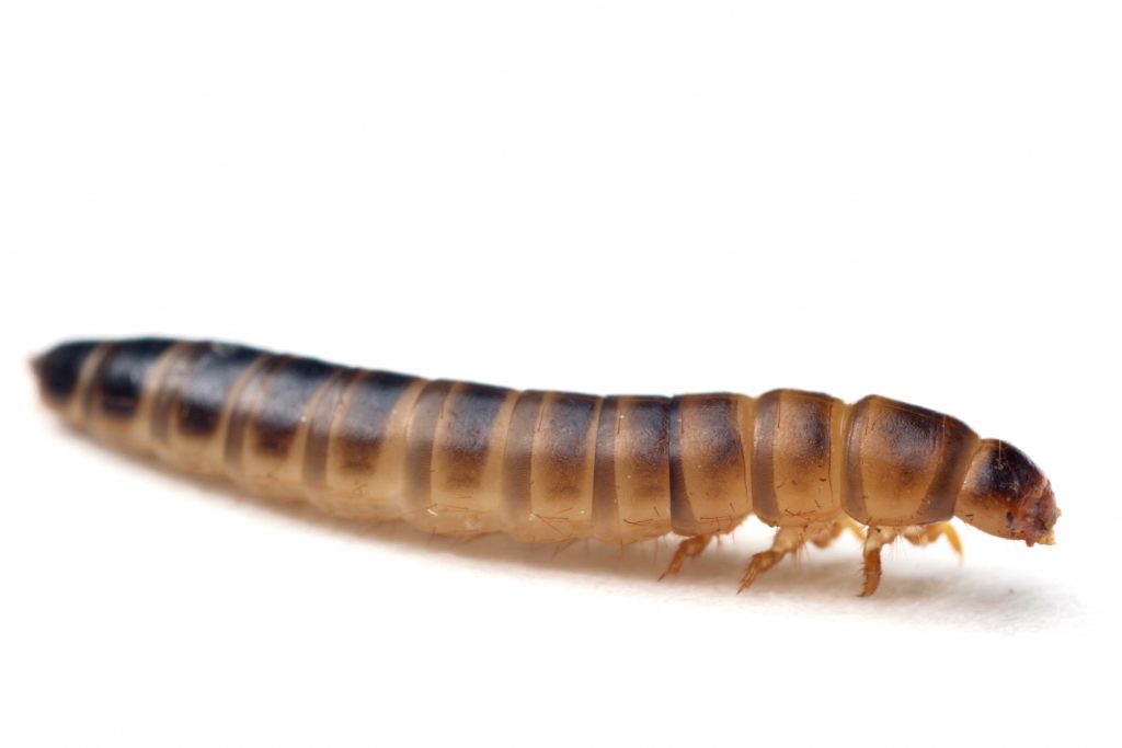 Зображення — личинка Alphitobius diaperinus. Джерело: ShutterStock.