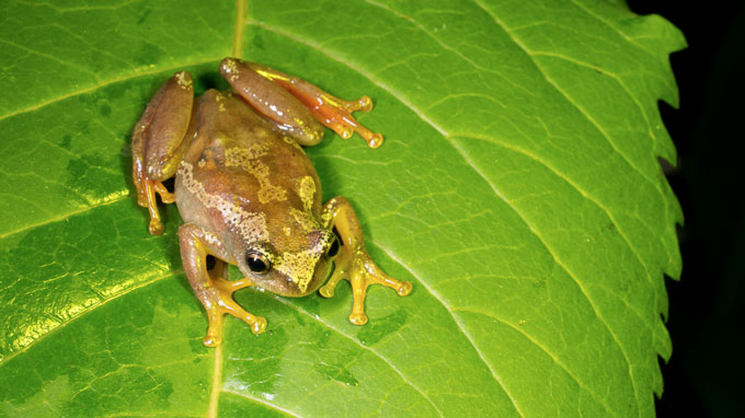 У Танзанії знайшли жаб, які спілкуються дотиками