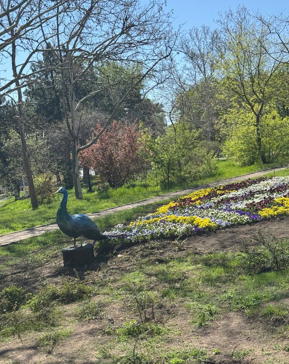 Минуле, теперішнє і майбутнє озеленення українських міст. Розглядаємо на прикладі Одеси